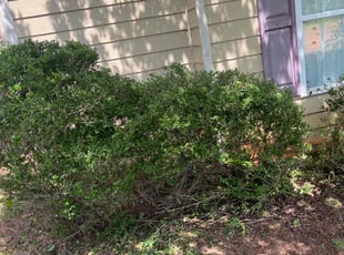 Bush Trimming by Terrince up Gatewood for Matarr G. in Douglasville, GA