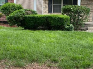 Bush Trimming by Buckeye Touch for Chichi H. in Columbus, OH