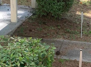 Bush Trimming by Brandon Cummings for Willando C. in Decatur, GA