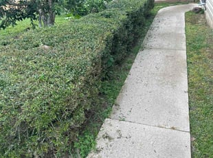 Bush Trimming by Paul Tollefson for Anne S. in Tallahassee, FL