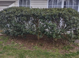 Bush Trimming by Mikal James for Alex T. in Indian Trail, NC