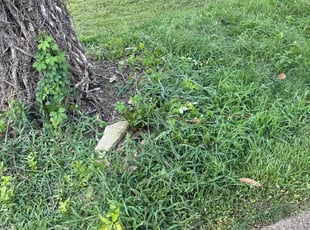 Cleanups by Brian Pullara for Alli C. in Evansville, IN