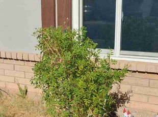 Bush Trimming by Marvin Gray for Larry D. in Glendale, AZ