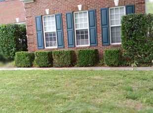 Bush Trimming by Gabriel Morel for Dan H. in Mooresville, NC
