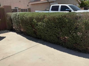 Bush Trimming by Florencio Olivarez for Larry L. in Glendale, AZ