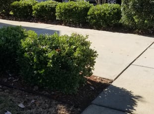 Bush Trimming by John Williams for Yolanda T. in Charlotte, NC