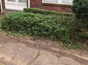 Bush Trimming by Brandon Cummings for Bryan C. in Atlanta, GA