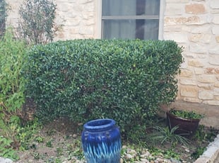 Bush Trimming by Edgar Vargas for Brady O. in Austin, TX