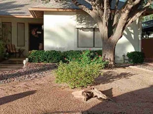 Bush Trimming by Tripler Dela Cruz for Nancy M. in Sun Lakes, AZ