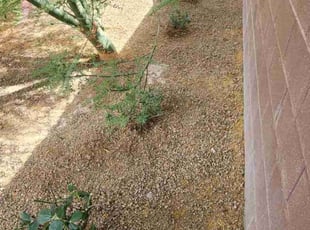 Bush Trimming by Lamont Johnson for Jenna S. in North Las Vegas, NV