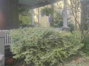 Bush Trimming by Douglas McClelland for Dalorion J. in Birmingham, AL
