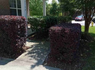 Bush Trimming by Barry Turpin for Monica M. in Charlotte, NC