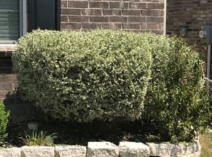 Bush Trimming by Shawn Reed for Christine O. in Fort Worth, TX