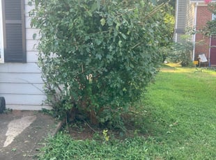 Bush Trimming by Jasmine Davis for Stephon T. in Decatur, GA