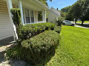 Bush Trimming by Edwin Villagran for Zia H. in Silver Spring, MD