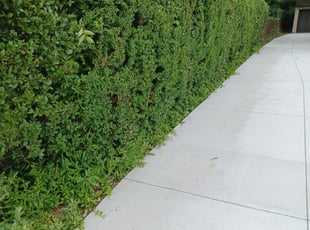 Bush Trimming by Darnell Stribling for Nicki A. in University Heights, OH