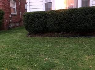 Bush Trimming by Kevin Estrada for Emily S. in Euclid, OH