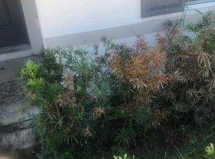 Bush Trimming by Robert Johnson for Autumn A. in Winter Haven, FL