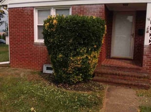Bush Trimming by Crystal Hathaway for Angela A. in Bel Air, MD