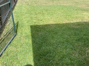 Tyffani T.'s Lawn Mowing service result