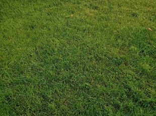 William T.'s Lawn Maintenance service result