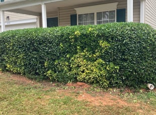 Bush Trimming by Joseph Calaway for Amanda C. in Charlotte, NC