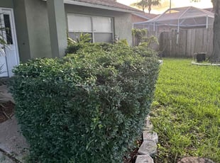 Bush Trimming by Elvis Pintado for Samantha . in Pinellas Park, FL