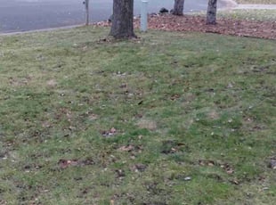 Leaf Removal by Rolf Johnson for Natalie S. in Roseville, MN