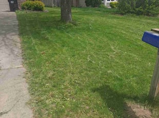 David E.'s Yard Cutting service result