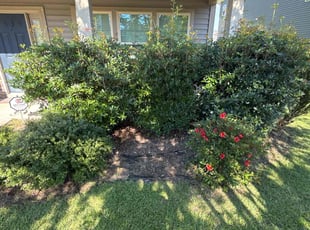 Weeding by Amelia Brown for Jon H. in Cayce, SC
