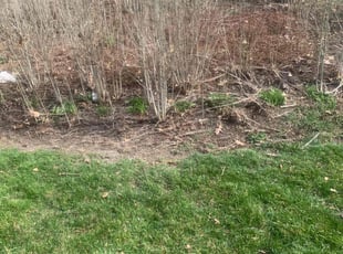 Leaf Removal by Taja Willis for Alike G. in Toledo, OH