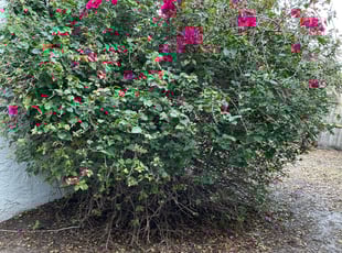 Bush Trimming by Pedro Rentas for Alicia C. in Casselberry, FL