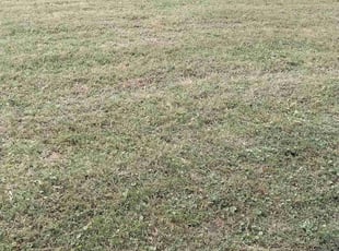 Leaf Removal by Steven Jones for John T. in Williamsburg, VA