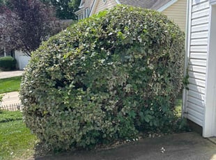 Bush Trimming by Ron Goldshmid for Jason D. in Charlotte, NC
