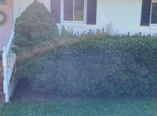 Bush Trimming by Brandon Escobar for Joseph F. in Falls Church, VA