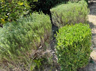 Bush Trimming by Fernando Gomez Rodriguez for Gregory D. in Los Angeles, CA