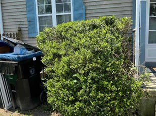 Bush Trimming by Rich Lipman for Duplicate Account D. in Harrison Township, NJ