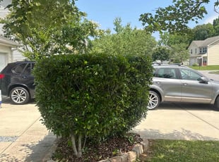Bush Trimming by Jarryd Lambert for Tyree H. in Landis, NC