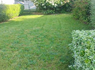 Bush Trimming by Ronnie Smith II for Michelle E. in Tacoma, WA