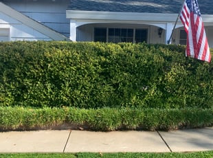 Bush Trimming by Jonathan Allen for Mary S. in Sacramento, CA