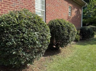 Bush Trimming by Jerry Dichiara for Marcellus P. in Bessemer, AL