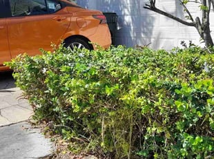 Bush Trimming by Michael Martino for Anita M. in Coconut Creek, FL