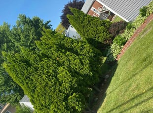 Bush Trimming by Damita Malone for Diana S. in Bowling Green, OH