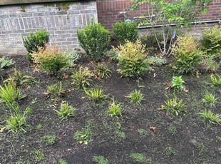 Leaf Removal by Nouri Abdel-kader for Wenona R. in Seattle, WA