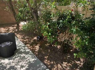 Bush Trimming by Lamont Johnson for Christopher S. in Las Vegas, NV