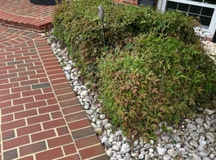Bush Trimming by Jason Scott for Azam k. in Rockville, MD