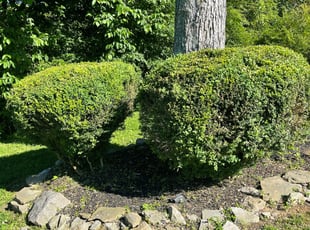 Bush Trimming by Blake Burris for Robert M. in Mt. Juliet, TN