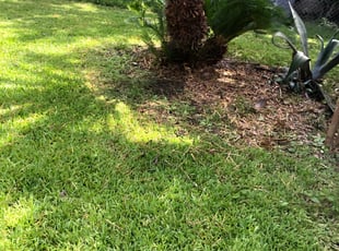 Bush Trimming by Alexis Cuadra for Rene E. in Friendswood, TX