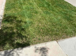 Yvette S.'s Lawn Service service result