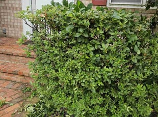 Bush Trimming by Artavius Clark for Diane J. in District Heights, MD